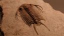 dinotrilobite.jpg