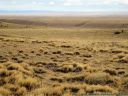 1_steppe-de-patagonie.jpg